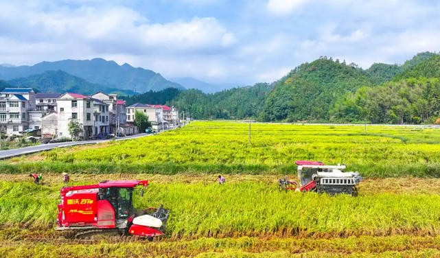 2025碧根果多少钱一斤最新价格？