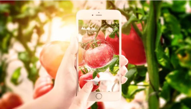 2025桑黄一斤多少钱？ - 惠农网